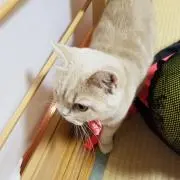 つっちーの画像