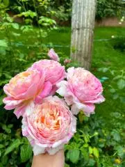 Eglantine