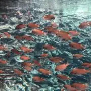 サカナの画像