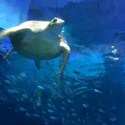 Mショップ