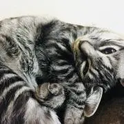 じろりんちょプロフ必見！