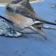 DBの画像