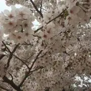 モン