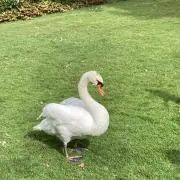 みかんんの画像
