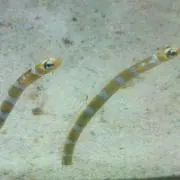 さくらもち
