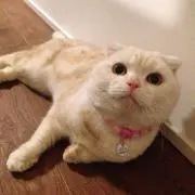 さかい