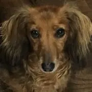 ルイの画像