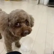 りんご