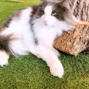 mariの画像