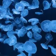 Lily✩︎の画像