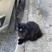 ふの画像
