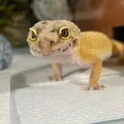 でめきん