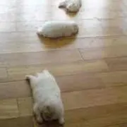 Katsの画像