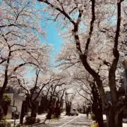 ナナの画像