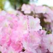mrmr0103