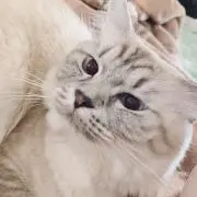 あやな