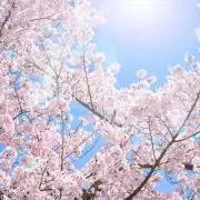 やんやんの画像