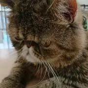 ねこまめの画像