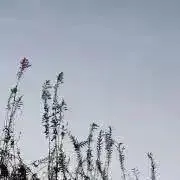 li プロフ必読の画像