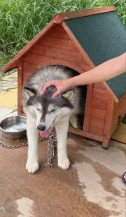 カピ犬の画像
