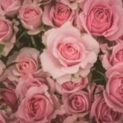 pinkroseの画像