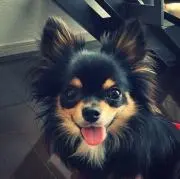 すばる