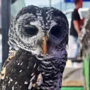 ポポロの画像
