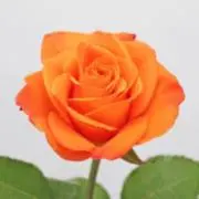 miiの画像