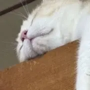 HARUKIの画像
