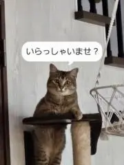 ちゃちゃの画像