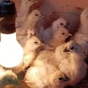 ゆめちゃん食品の画像