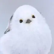 はこねこ【プロフ必読】の画像