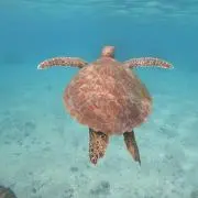 ウラン☆の画像