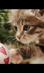 にゃんこ仙人