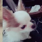 chiharuの画像