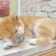 チィチィ