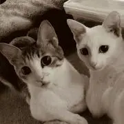 にゃんこの画像
