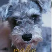 malonの画像