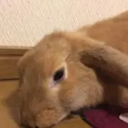 ひろみんの画像