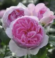 薔薇ローズ