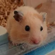 レヴォの画像