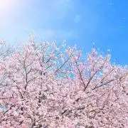 サクラの画像