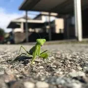mmmmmの画像
