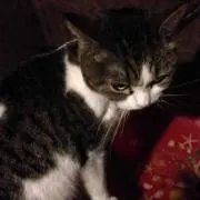 にゃんにゃんにゃん。