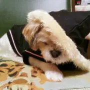 ぴんきーの画像