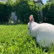 きょっこりんの画像
