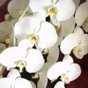 nanaの画像