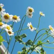 aoiroの画像