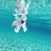 ネム(。ᵕᴗᵕ。)"の画像