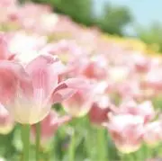 ri/詳細プロフ記載